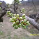 자두나무농장 이미지