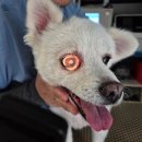 디테일 동물의료센터 이미지