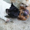 단디프렌치 이미지