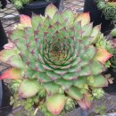 무석 농장 이미지