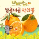 바티 | 실패 없는 과일 쇼핑, 바티가다 한라봉 후기