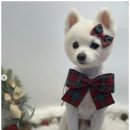 유주펫 이미지