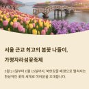 가평자라섬꽃축제 2025 수국 양귀비 개화상황 및 입장료,주차장 총정리