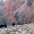 구룡목장2 이미지