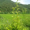 고령농장 이미지