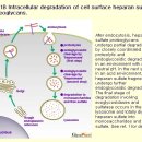 관절연골(articular cartilage)의 생체역학 이미지