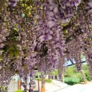 삼선산수목원 벚나무 이미지