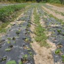 음지농장 이미지