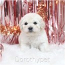 꼬리 흔드는 강아지 | 문경스탠푸입양 문경강아지입양 다정한 눈빛과 천천히 꼬리를 흔드는 모습