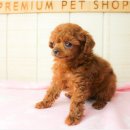 베이비 몽 이미지