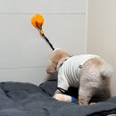 멍멍냥냥 - 부천시 소사구 경인로134번길 52 | 냥냥멍멍 쭉쭉볼 내돈내산 솔직후기
