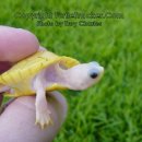 노란거북이 이미지