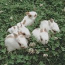 피자클럽 이미지