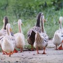 황토오리농장 이미지