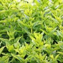 수주농장 이미지