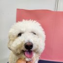 안다 펫살롱 이미지