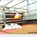 대형목장 이미지