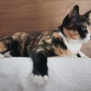 수원시 팔달구 팔달문로115번길 이미지