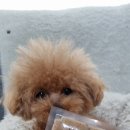 야미츄 이미지