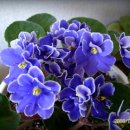 바이올렛 이미지