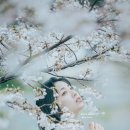 2023 03 26 벳푸 벚꽃촬영 촬영본 : 흐린 날에도 벚꽃은 예쁘다2 (feat. 키요하라상)