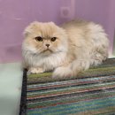 낭낭이네 이미지