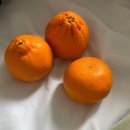제주시절 이미지