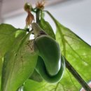 오늘의 명언 11월 16일 가장 적은 것으로도 만족하는 사람이 가장 부유한 사람이다. / 소크라테스 이미지