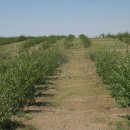 17년전 무한도전이 몽골에서 장난삼아 심던 나무의 현재 대반전 근황 이미지