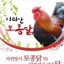 토종닭 판매 / 180 일 이상 자란 시골닭 이미지