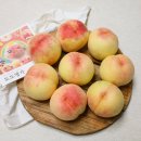 명가농장 | 당도 보장 꿀 떨어지는 도도명가 수미 복숭아 후기