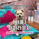[서울] 청담동 퍼피라운지 | 강아지 오마카세 특별한 한 끼를 한 날~