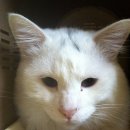 [고양이 무료분양] 터키쉬 앙고라 고양이 무료분양, 고양이 분양 (분양완료) 이미지