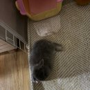 달빛 햄스터리 서울점 이미지