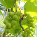 백운골농장 이미지