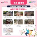 06.운동장삼거리 | 2025년 진해군항제 행사 일정 벚꽃 개화시기 벚꽃 명소