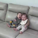 얼칼 이미지