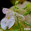 흰물봉선 이미지