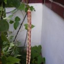 교항8리 이미지