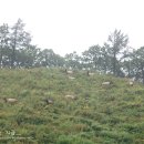 우리사슴목장 이미지