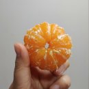 마소물로 | 겨울은 역시 제주감귤 :) 달콤한 효돈감귤은 제주원택에서