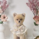 마이미미 반려견미용실 이미지