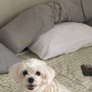 도그웨이살롱 이미지