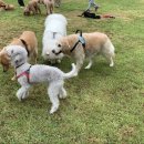 몰리스펫샵 센텀 이미지