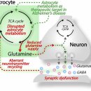 Re: 글루탐산 흥분성 독성 .. 성상교세포, 미세아교세포에서 재흡수 장애.. 치매, 파킨슨 치료...nature 이미지