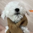 개와당신 이미지