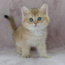 강남고양이분양 러브앤캣 이미지