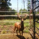 블루베리사슴농장 이미지