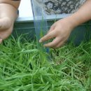 친환경 쌀생산을 위한 벼 + 보리 혼파이용 방법 실험중 이미지