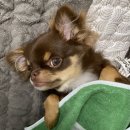 아이웰 호텔 | 견생 9개월차, 치와와 코코 중성화수술하다.(공덕 아이웰동물병원 후기)